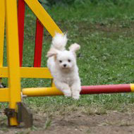 DogTrainingClub ESPACE Since1990