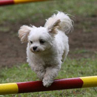 DogTrainingClub ESPACE Since1990